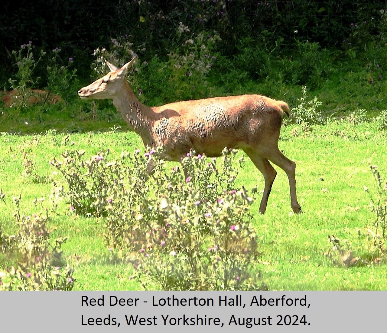 Red Deer E7